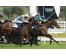  Carrera: P.Agustín Barbón Caballo: Variyni Monta: D.Sikorova